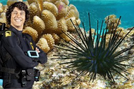 BBC科普英语真人动画Andy's Aquatic Adventures安迪的海底探险，适合0-10岁，全2季共30集，1080P高清视频带英文字幕，百度网盘下载！